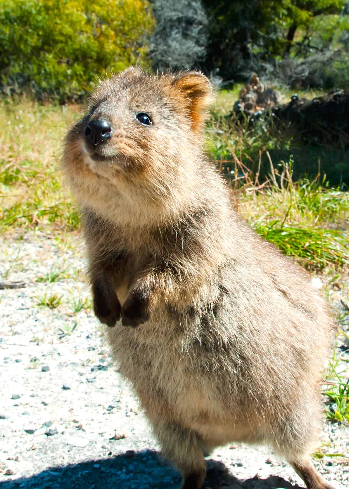 smiling rodent