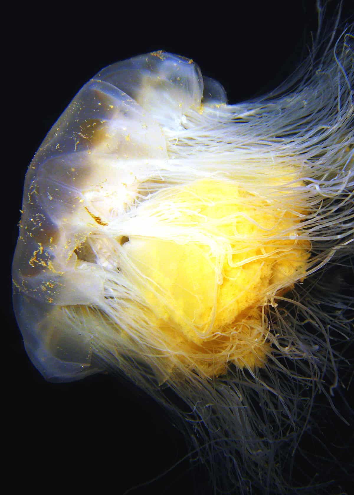Lion's mane jellyfish