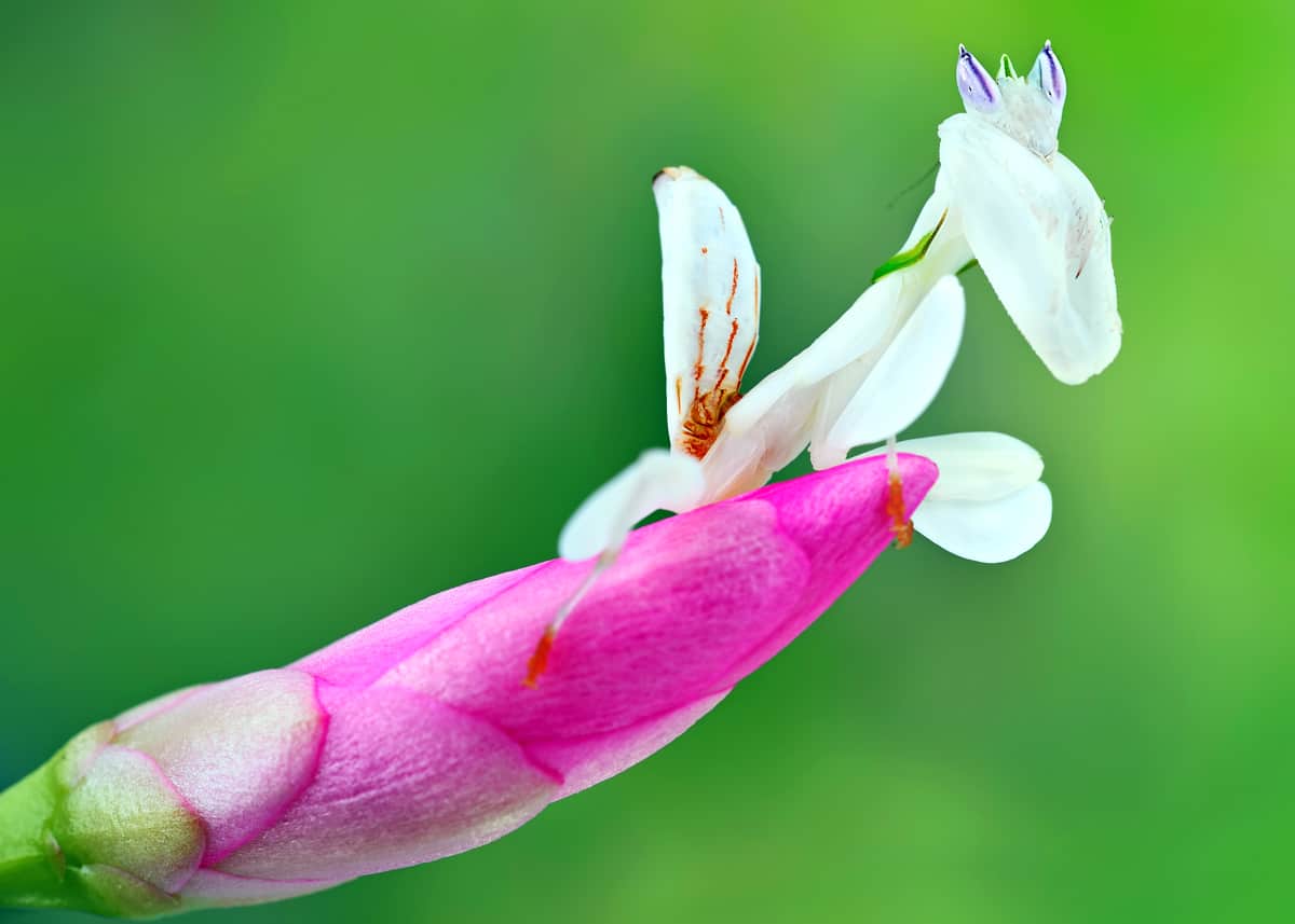 Orchid mantis facts