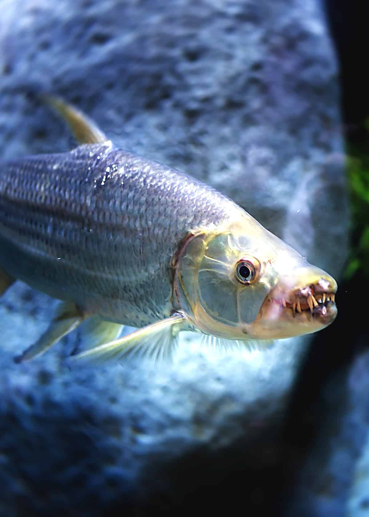 Scary animals goliath tiger fish