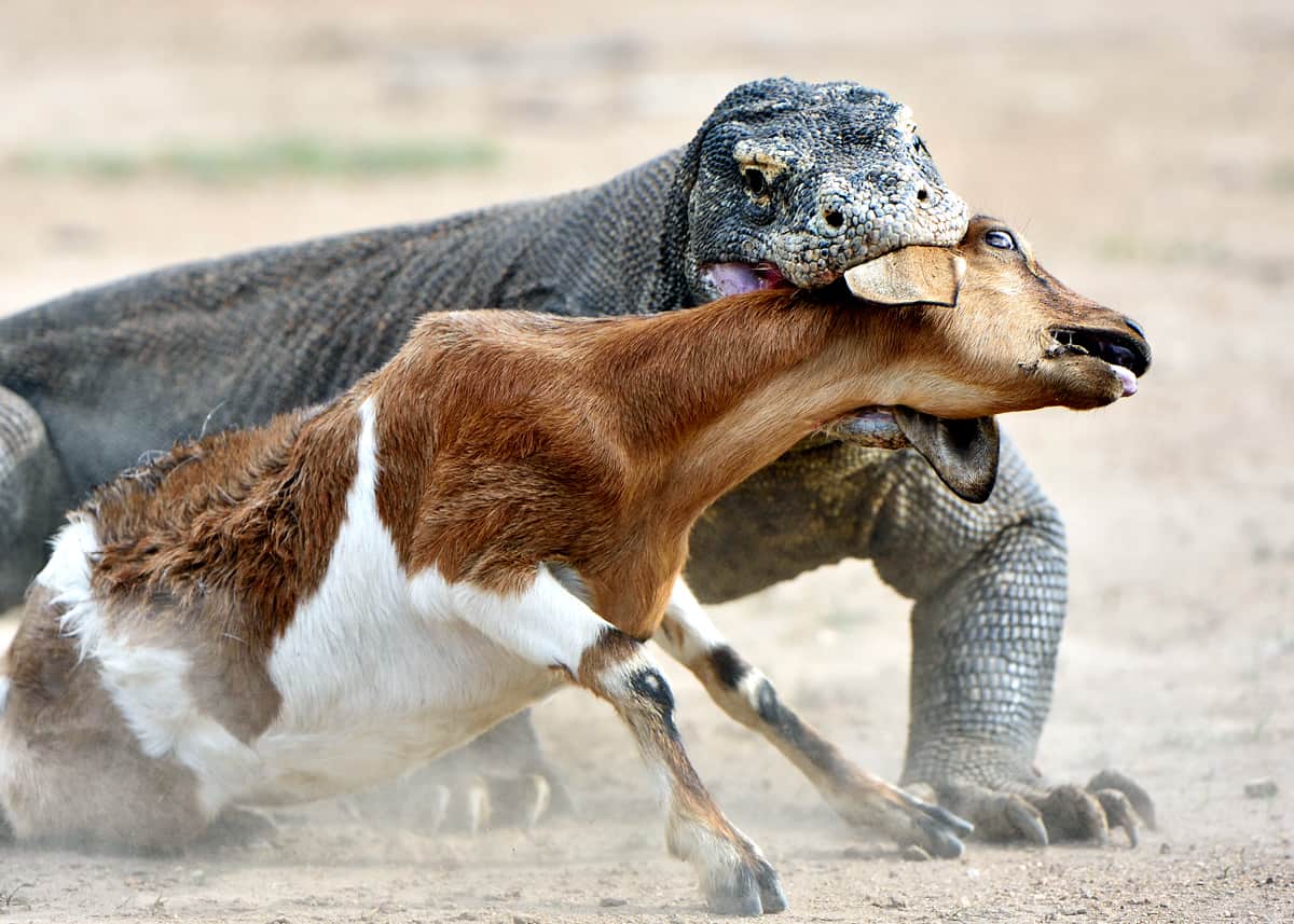 Scary animals komodo dragon