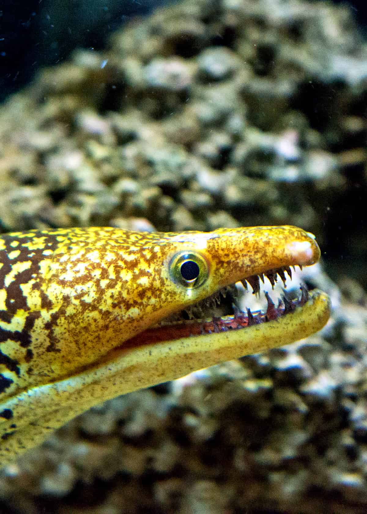 Scary moray eel