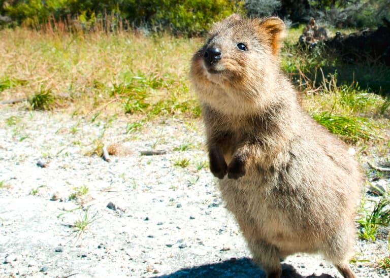 50 Quokka Facts: Smiling, Baby-Flinging, Selfie Kings! | Everywhere Wild