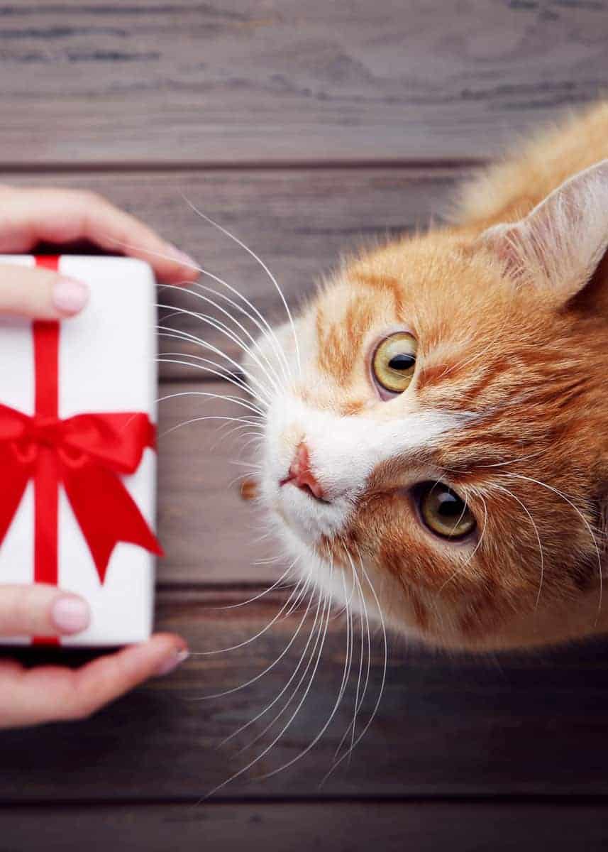 Best gifts for cat lovers