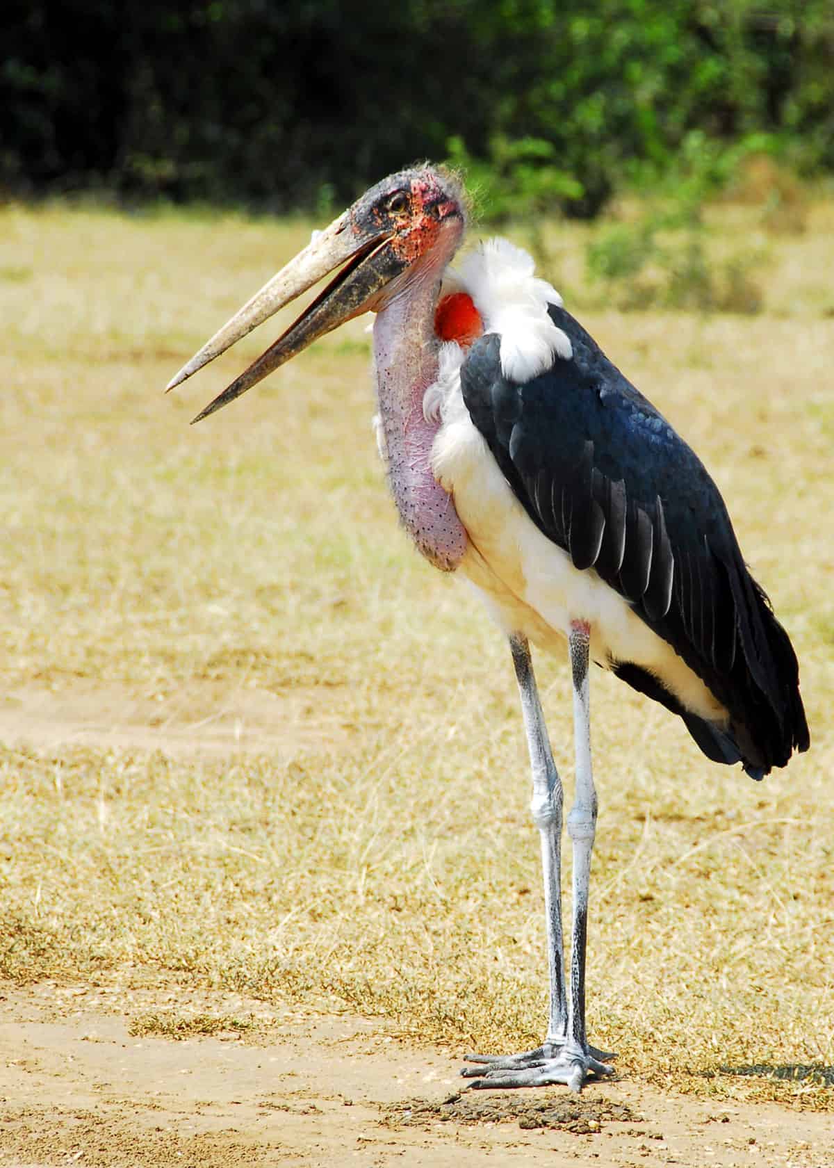 marabou stork scary animals