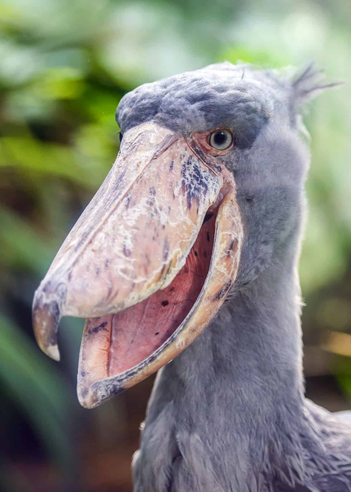 shoebill stork scary animals
