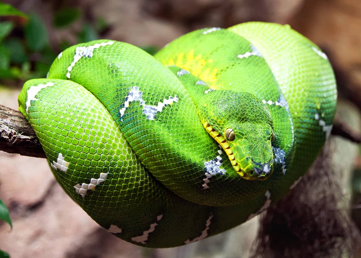46 Emerald Tree Boa Facts Both Species Guide Jewel Of The Amazon Everywhere Wild,Tequila Drinks At Home