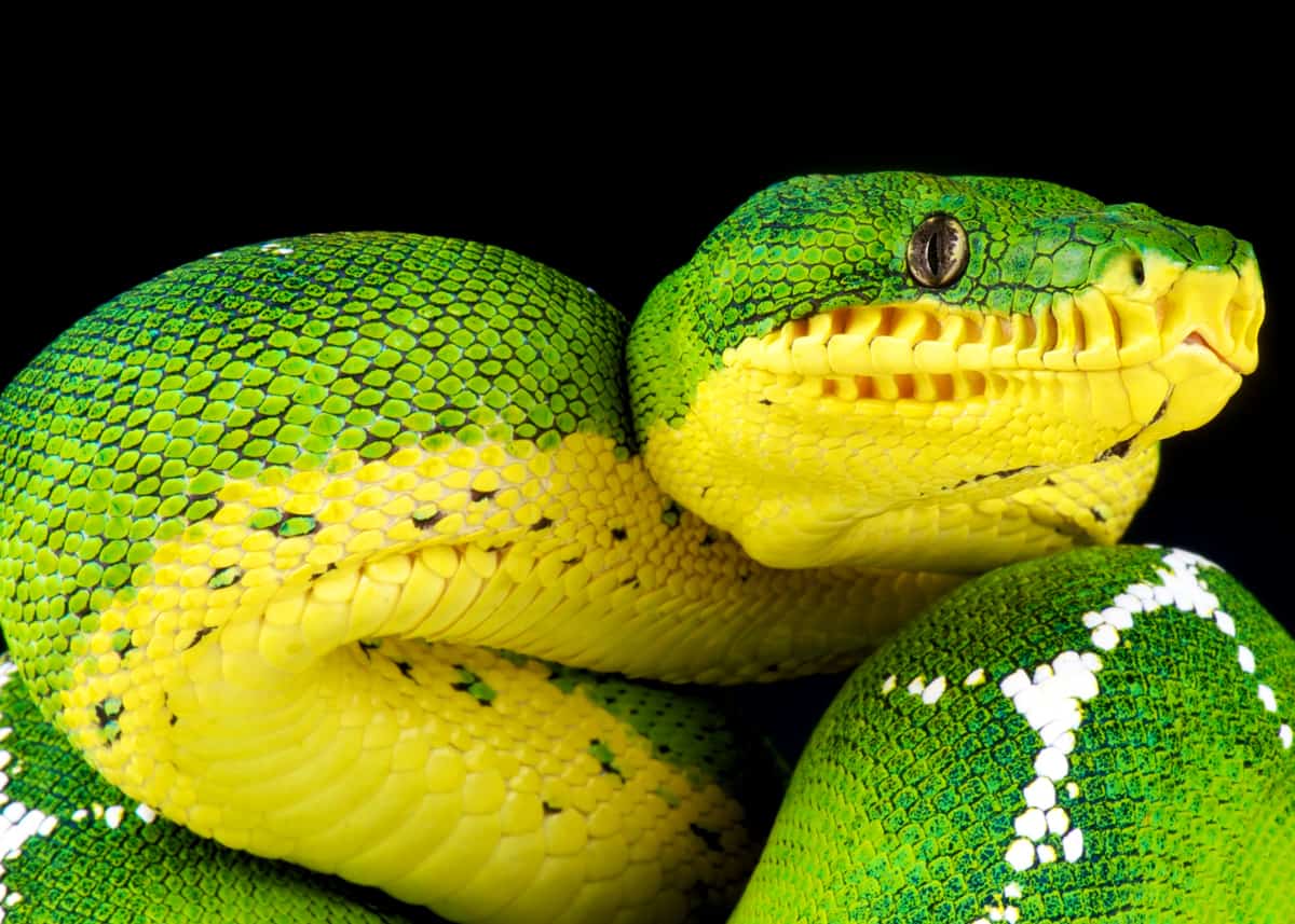 facts about emerald tree boas