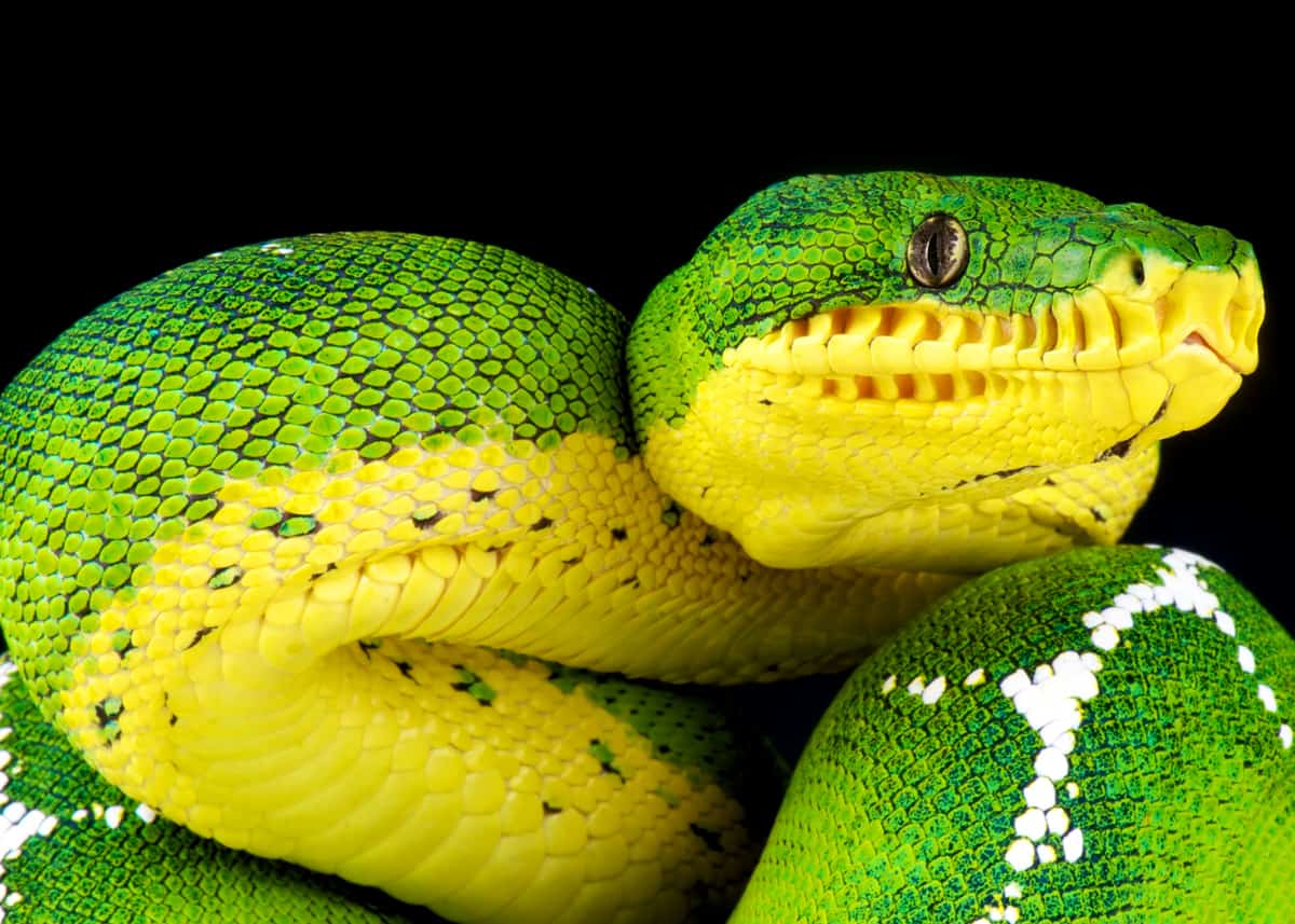 Learn More about  Basin Emerald Tree Boas