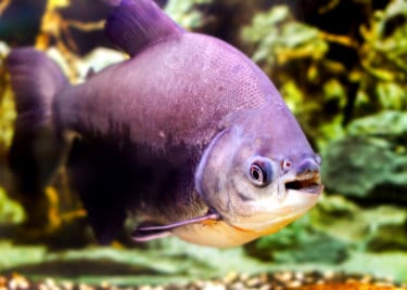 Pacu fish