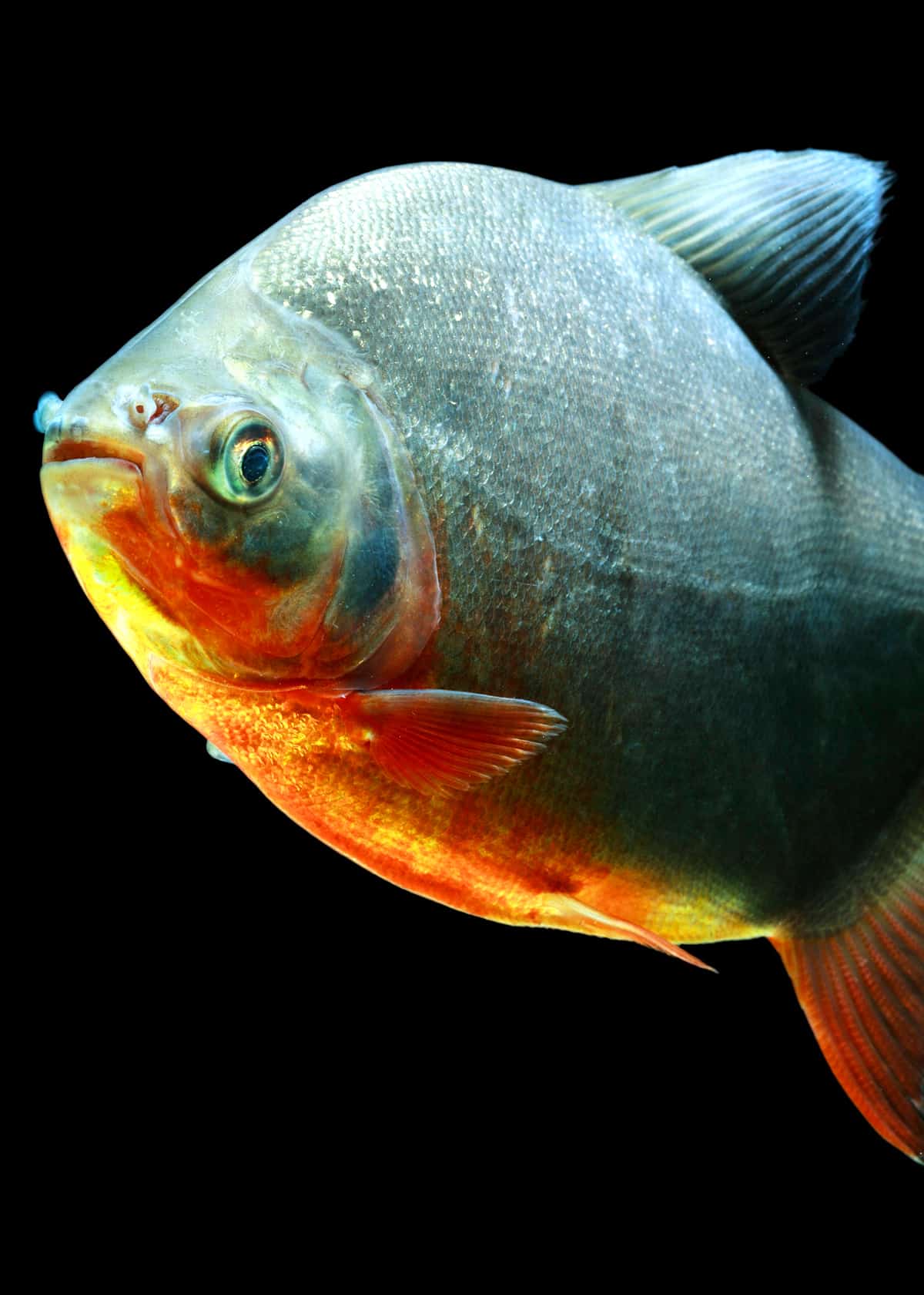 pacu fish facts