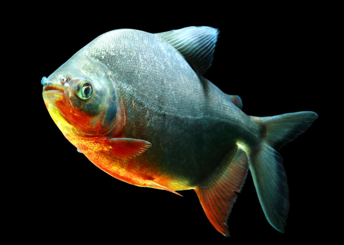 red bellied pacu fish
