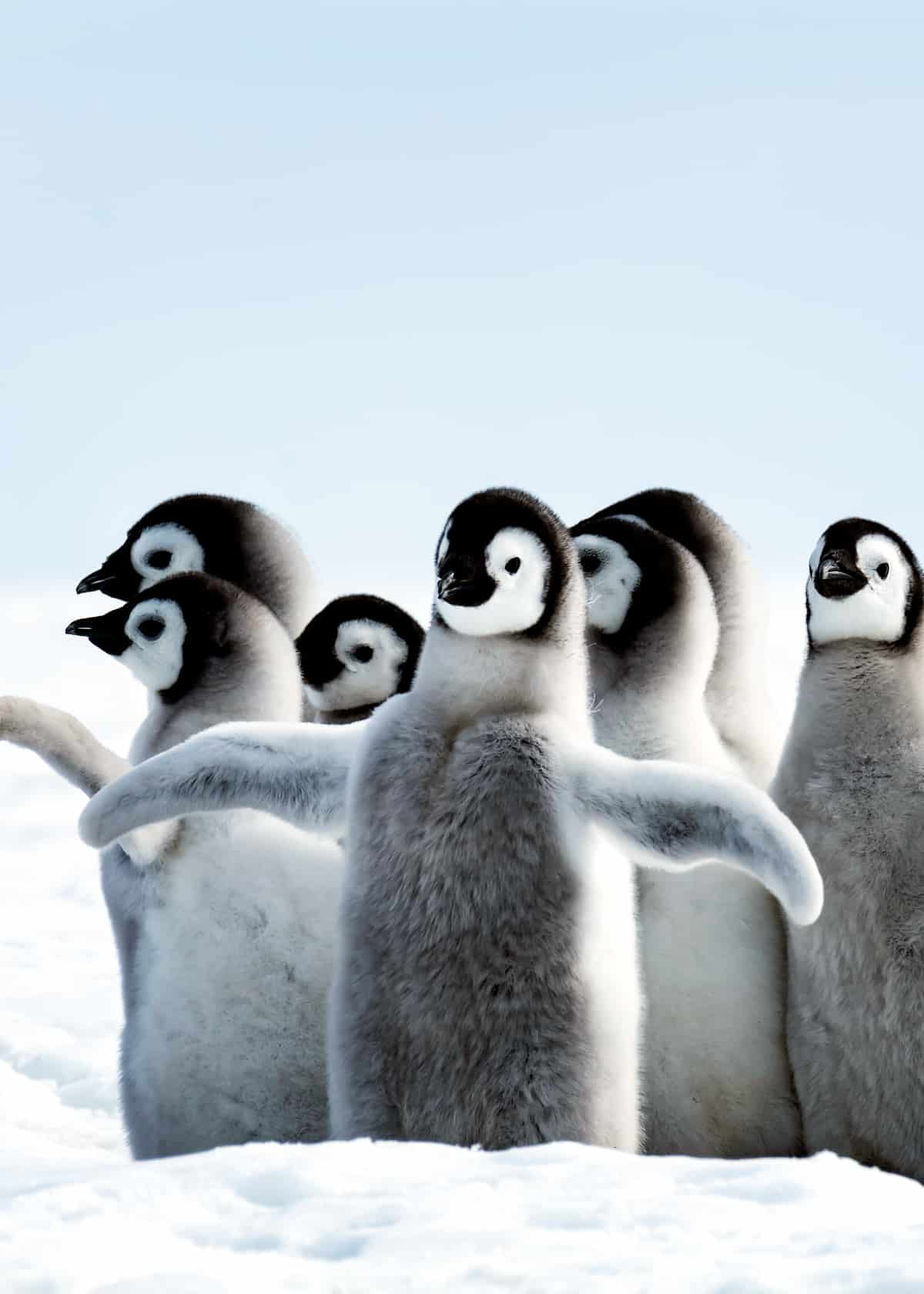 adorable baby penguins