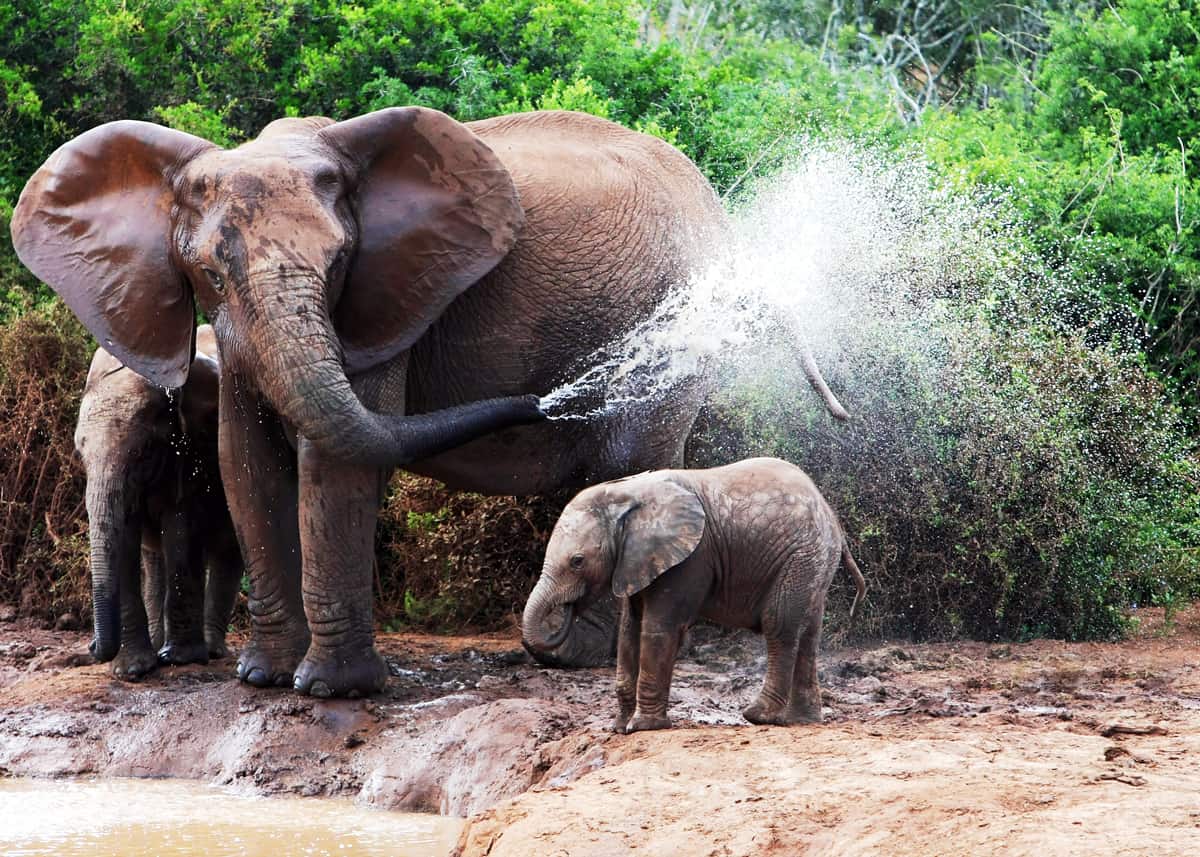 baby elephant bath