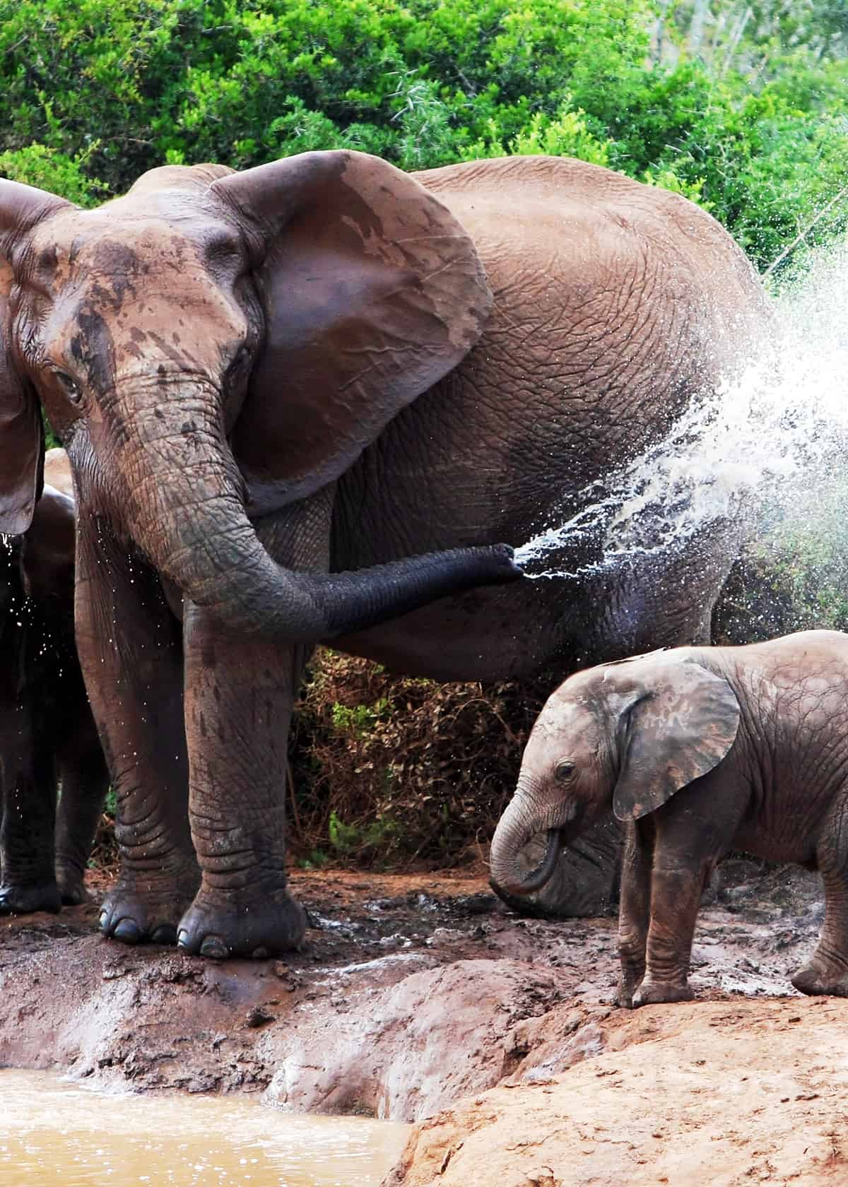 baby elephant shower