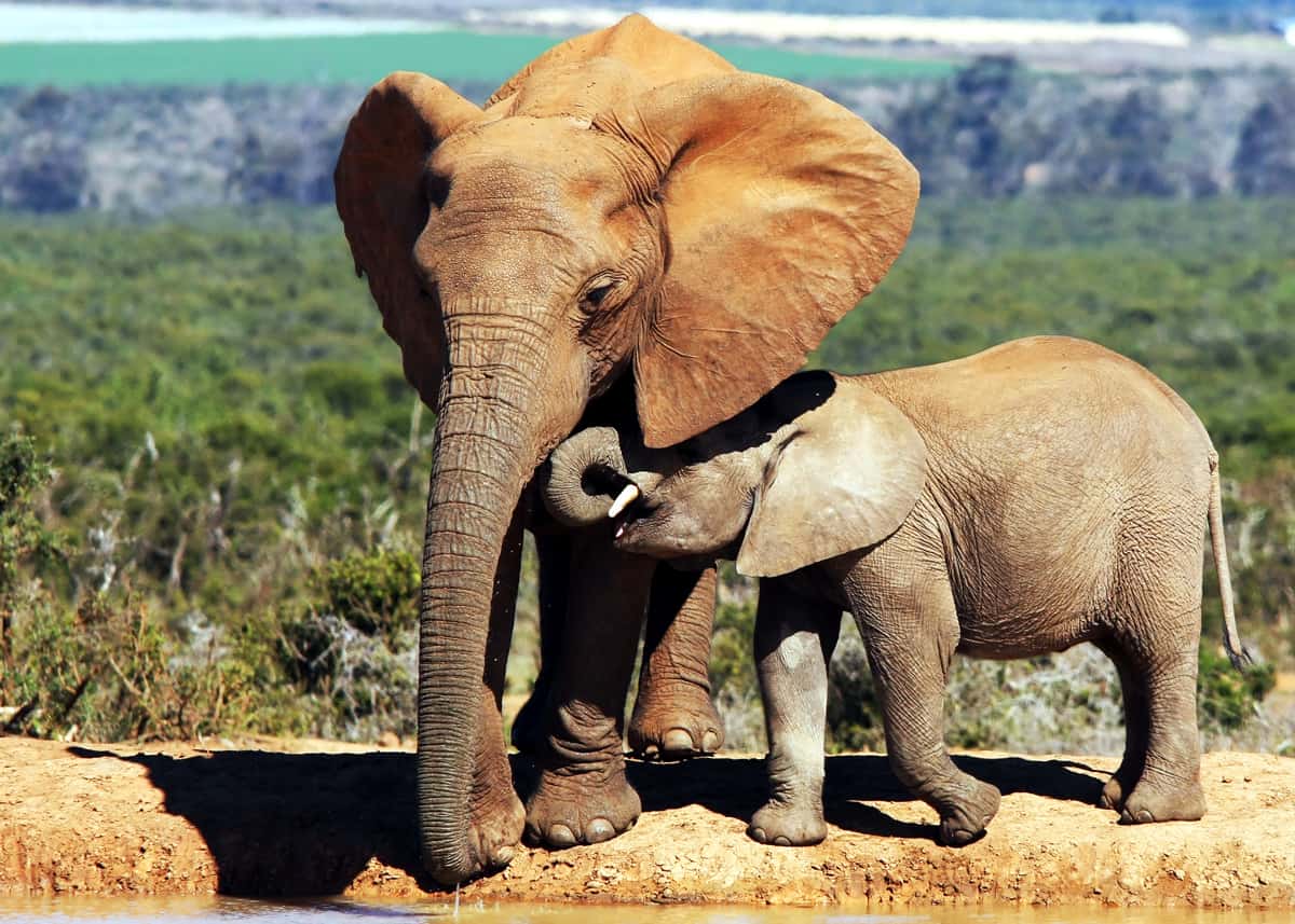 beautiful baby elephant