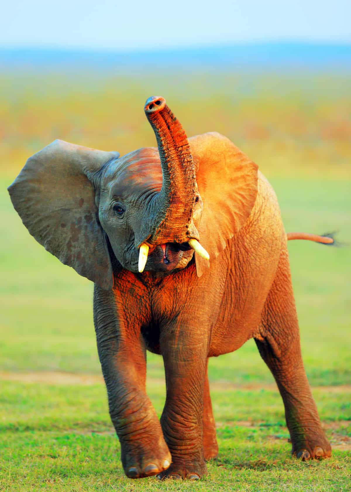 Cute happy baby elephant