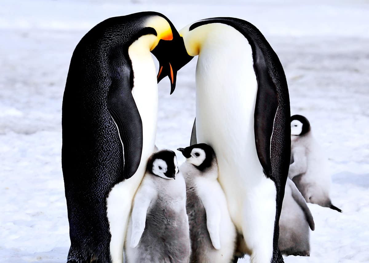 emperor penguin chicks