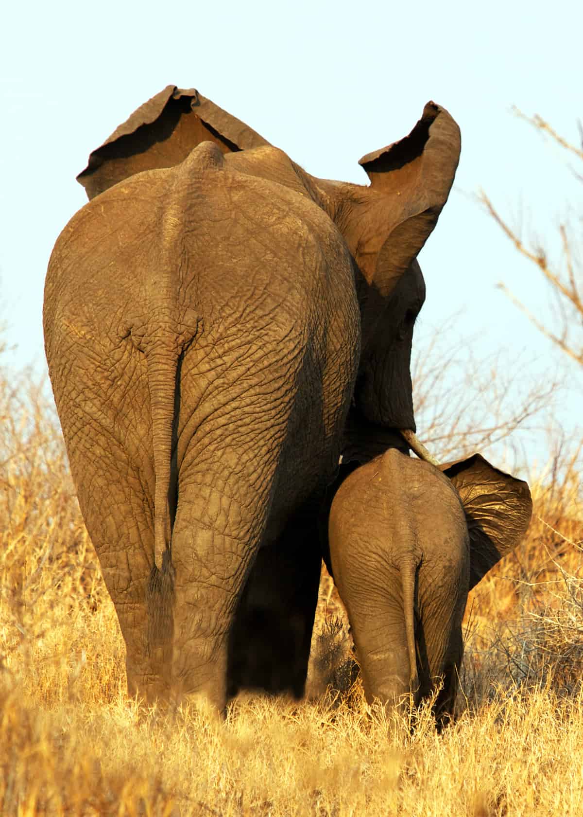 mom-elephant and baby elephant