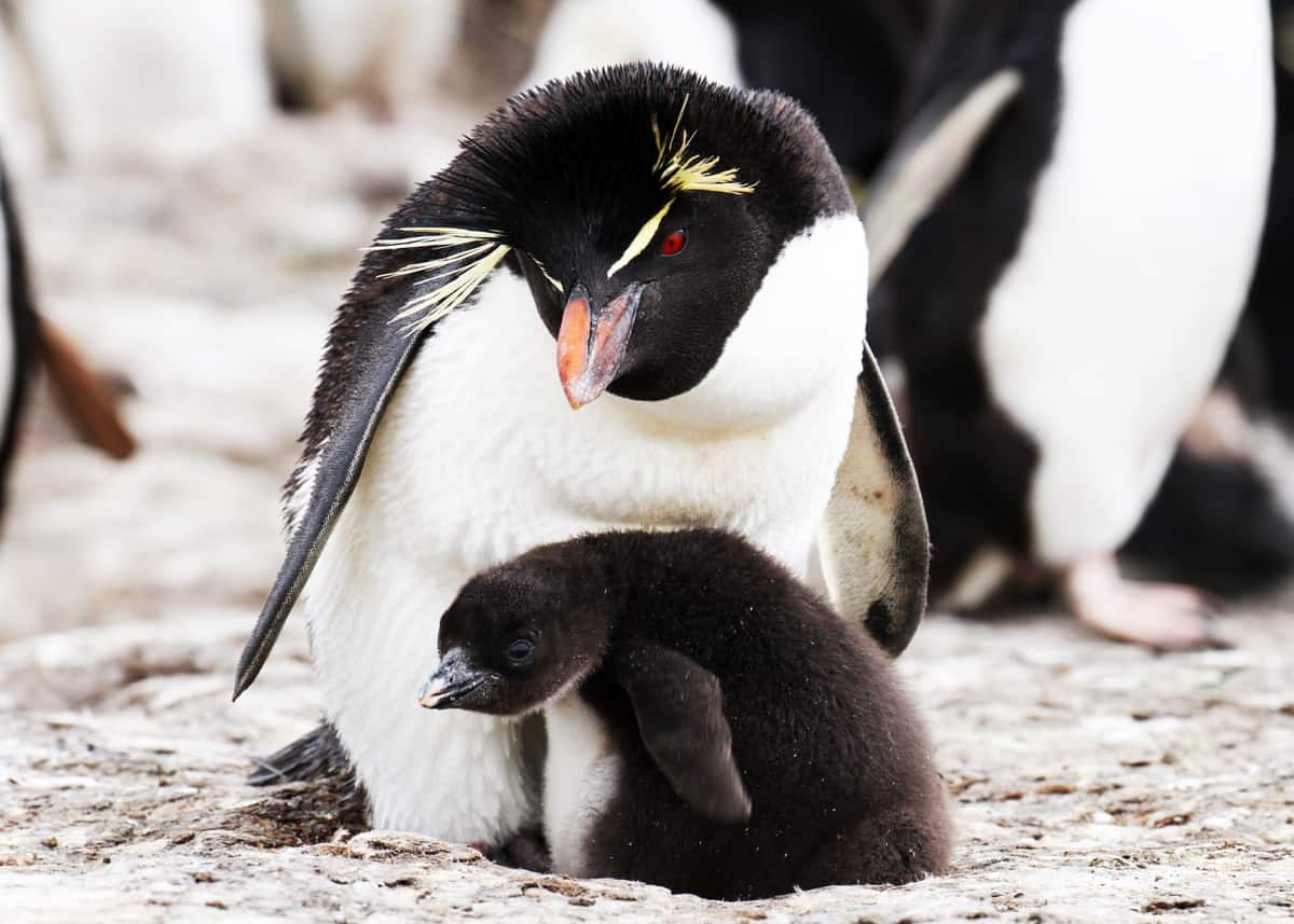king penguin chick