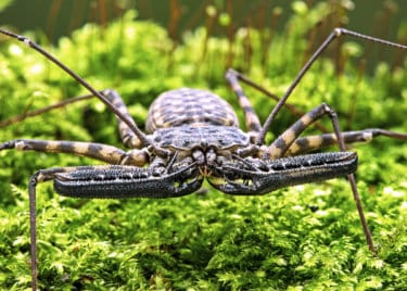 tailless whip scorpion facts