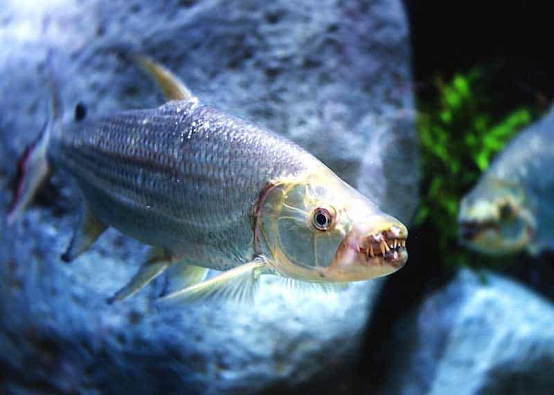 Tiger fish hot sale pet