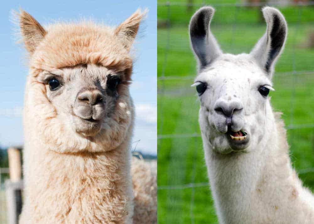 Alpaca vs Llama: 18 Differences Between Llamas and Alpacas | Everywhere Wild