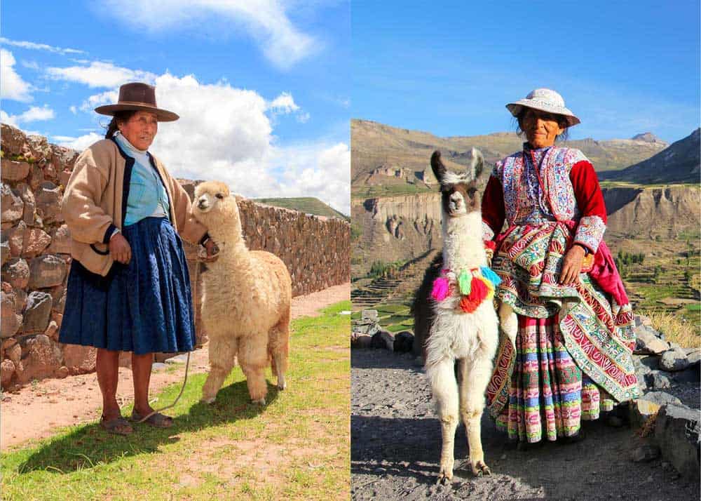 difference between alpaca and llama