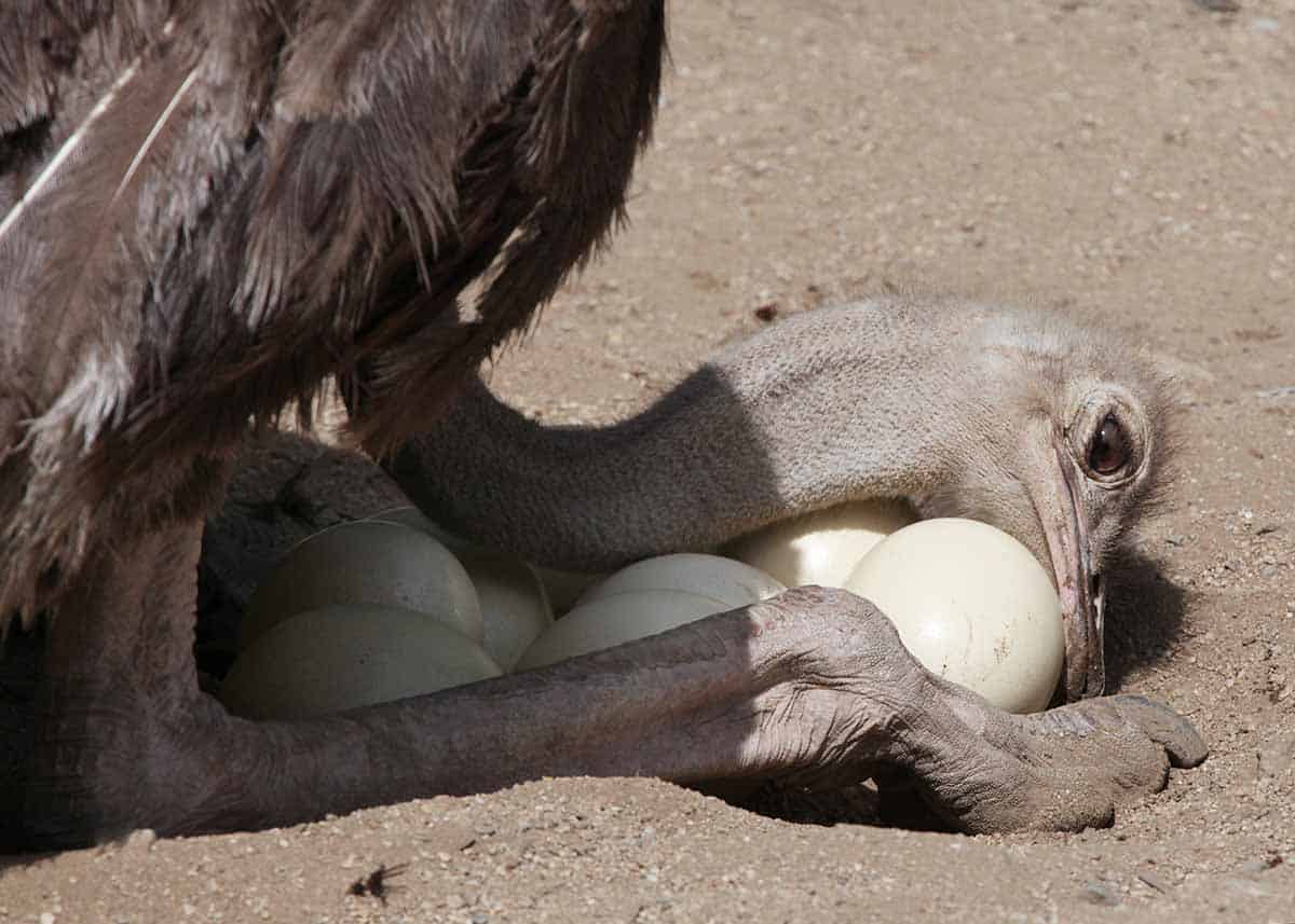 26 Animals That Lay Eggs (Birds, Fish, Mammals, Insects, Etc