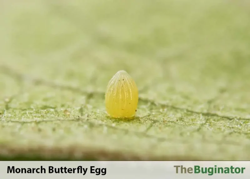monarch butterfly egg