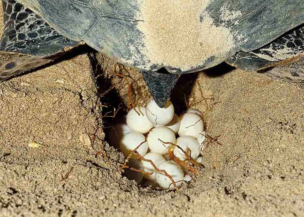 sea turtle laying eggs on the beach
