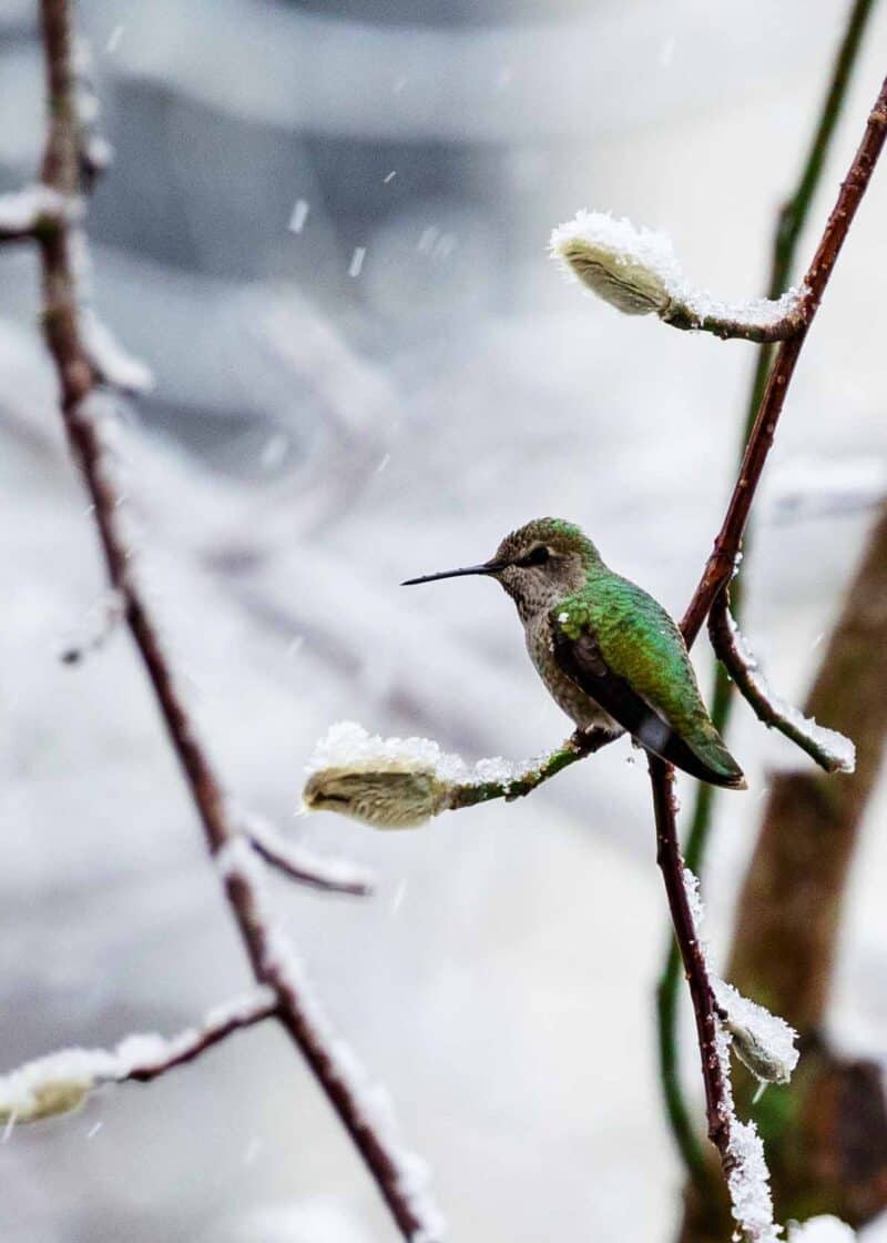 Annas Hummingbirds in winter snow