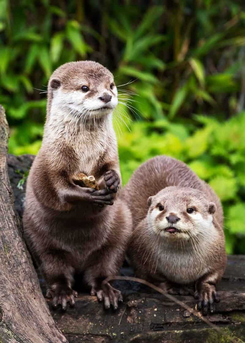 Small-Clawed Otters mate for life