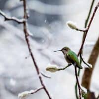 What do hummingbirds do in the winter