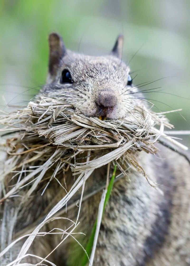 california ground squirrel preparing for hibernation