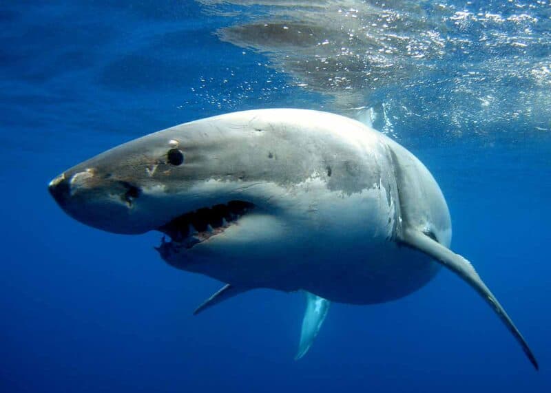 great white shark has best sense of smell underwater