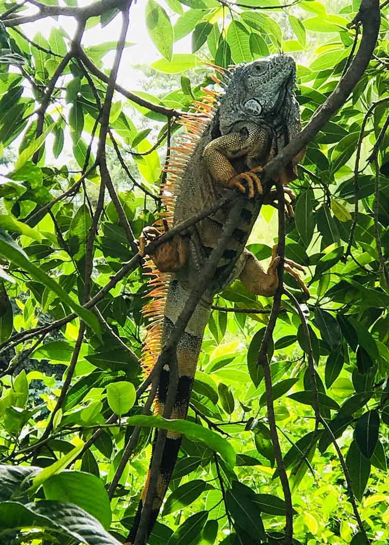 green iguana in a tree