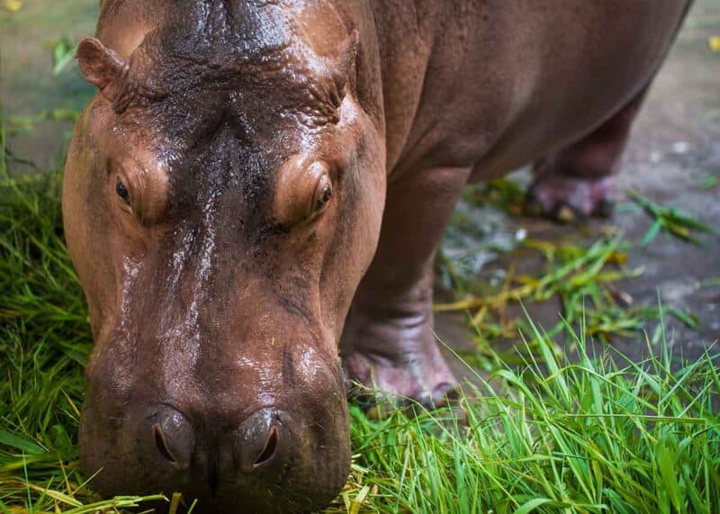 hippo eating green grass
