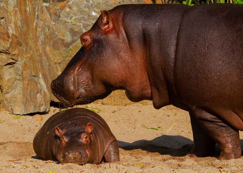 hippos sweating in the sun
