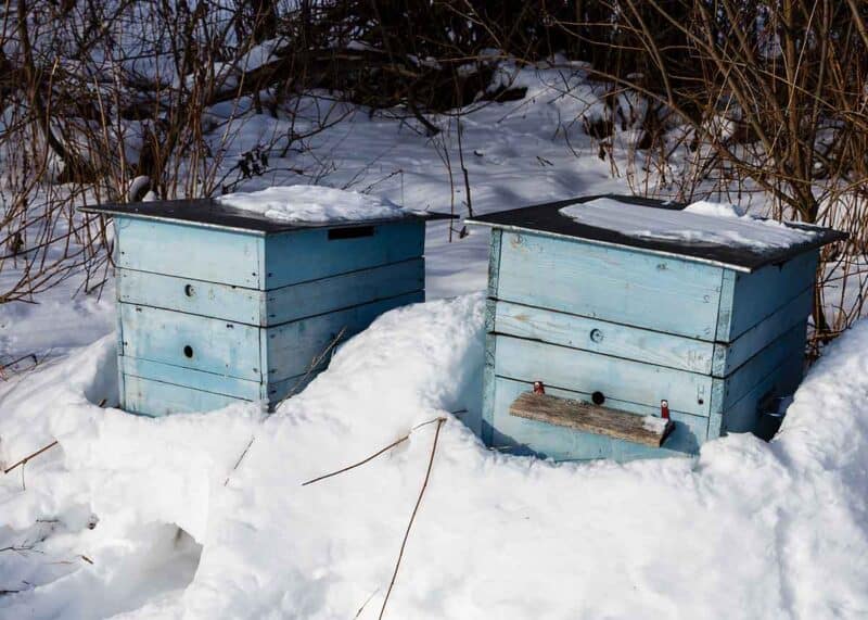 honey bees hibernate in winter