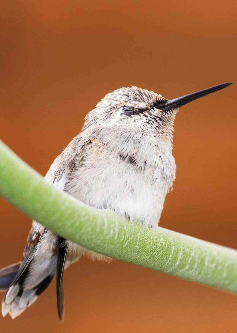 how do hummingbirds sleep