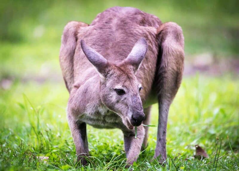 kangaroo animal with pouch