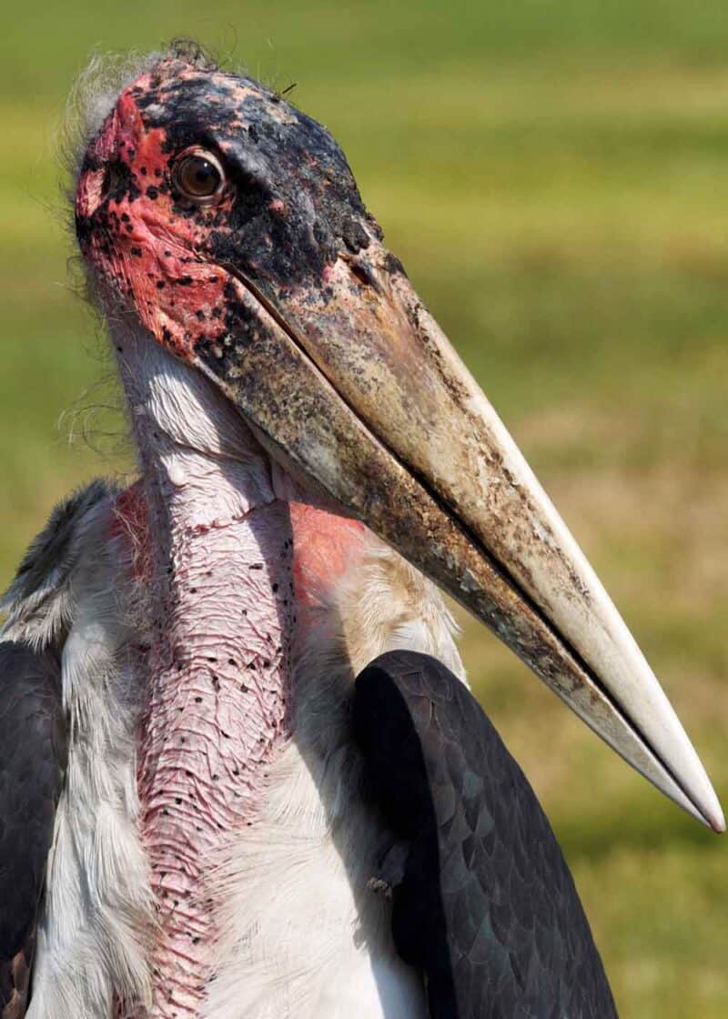 marabou stork poops to cool