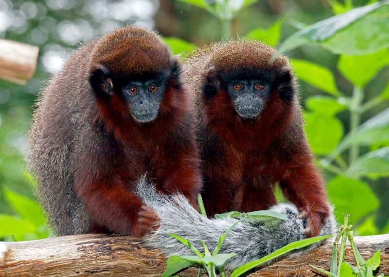pair of titi monkeys