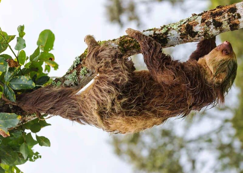 sloth climbing a tree branch