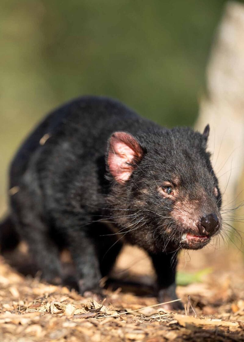 tasmanian devil marsupial