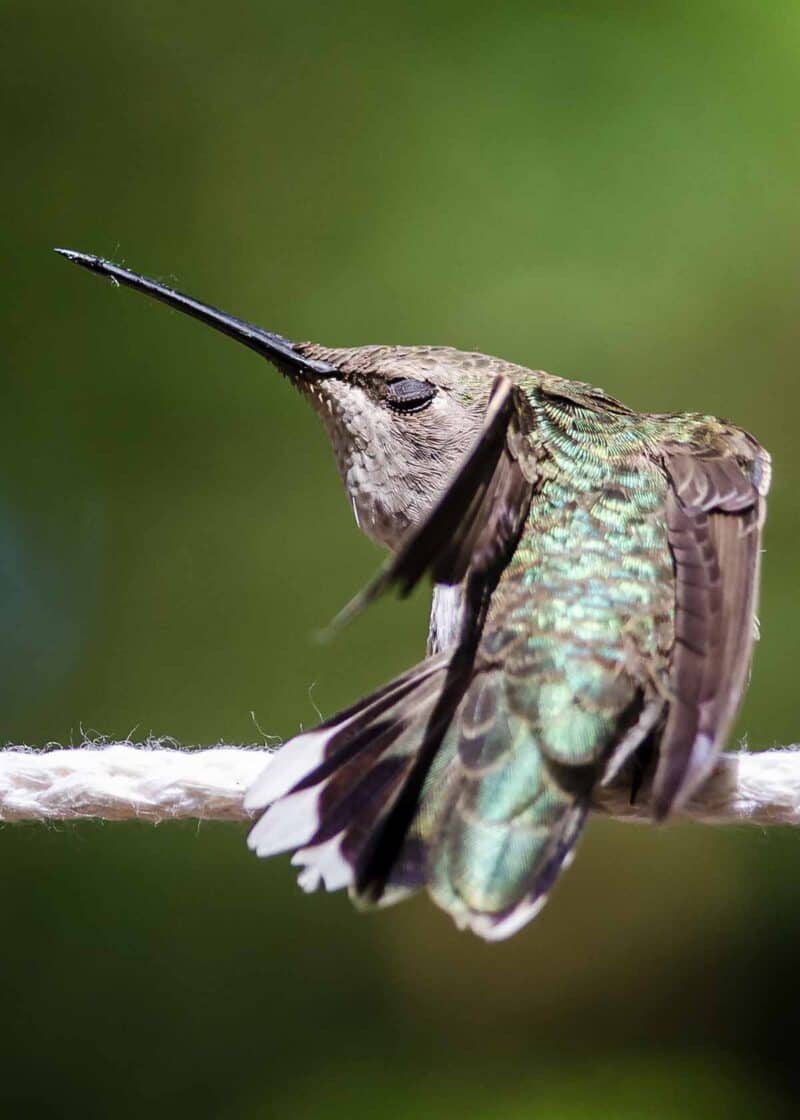 where do hummingbirds sleep