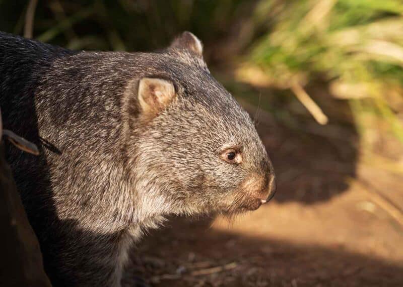 wombat animal with pouch