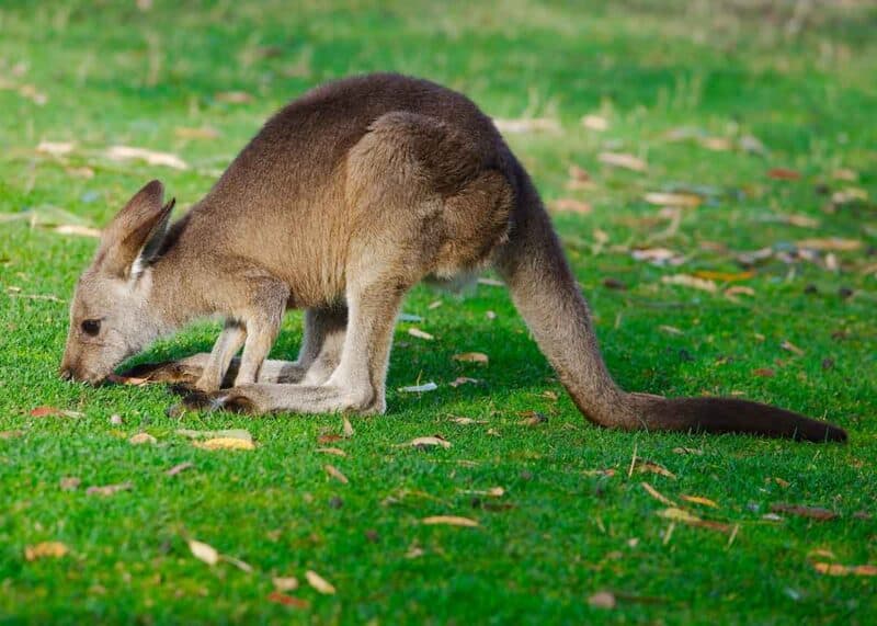 young kangaroo eating grass