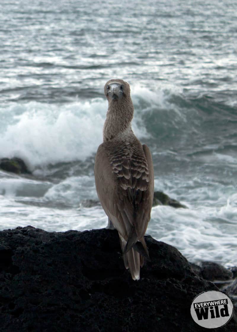 blue footed booby galapagos
